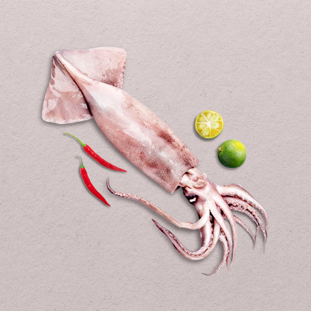 Palawan Squid