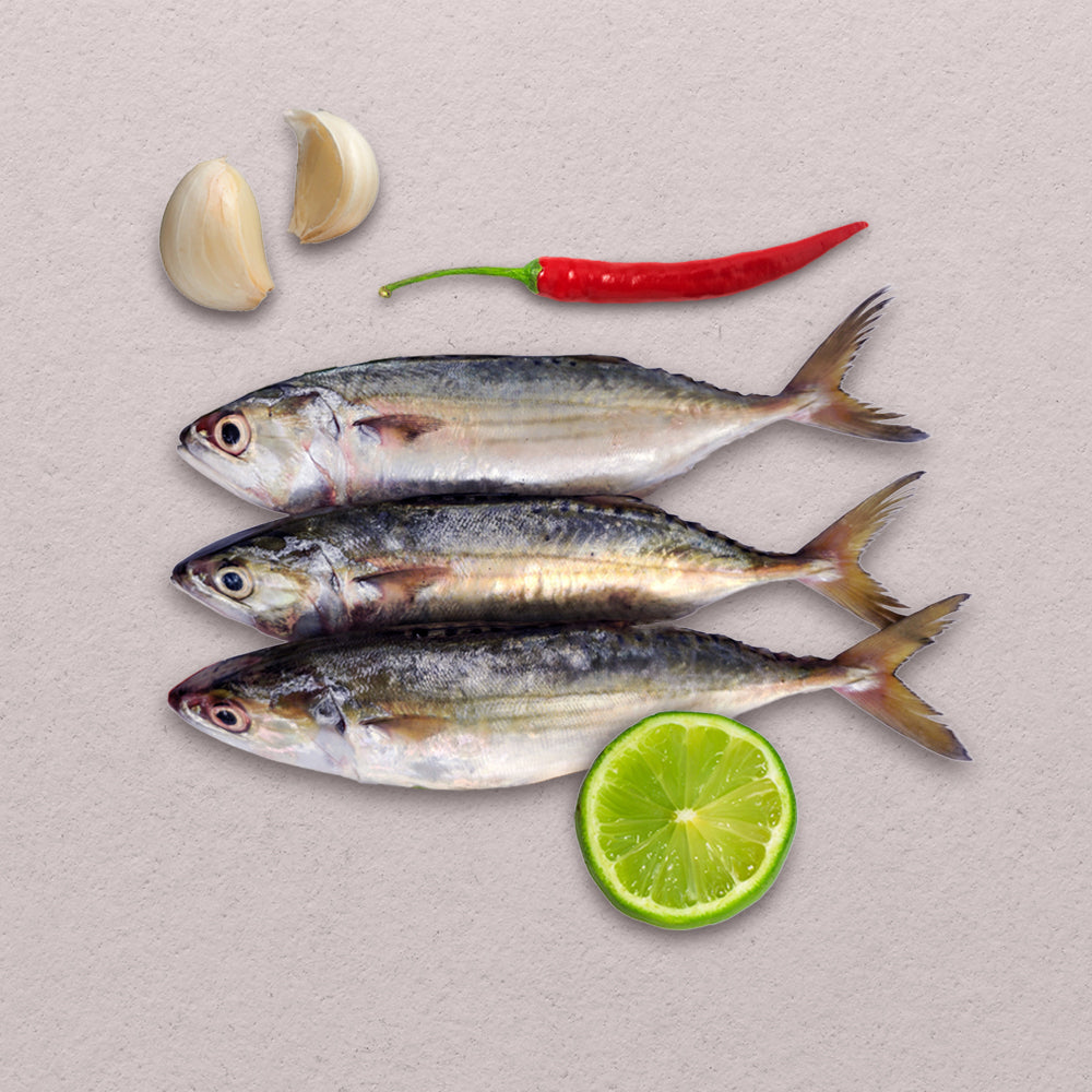 Long-Jawed Mackerel (Alumahan)