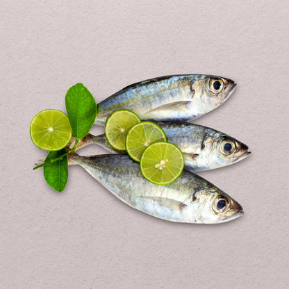 Matambaka Insect Bigeye Scad (Matambaka) – Baycatch PH